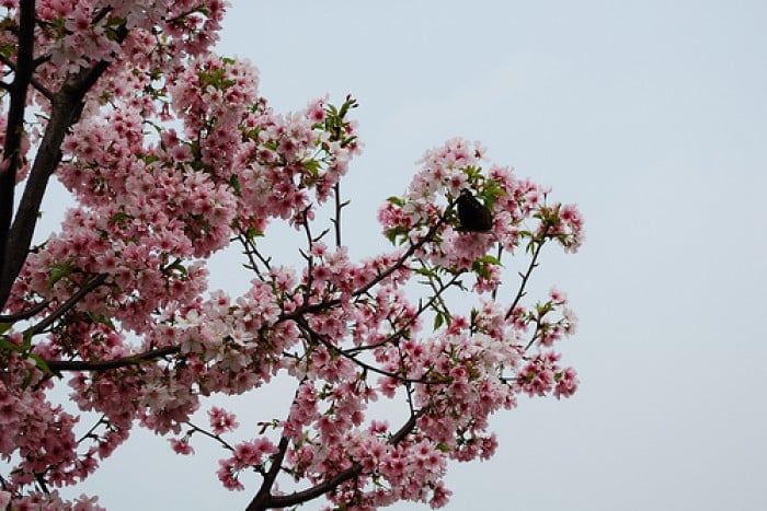 taiwan cherry blossoms