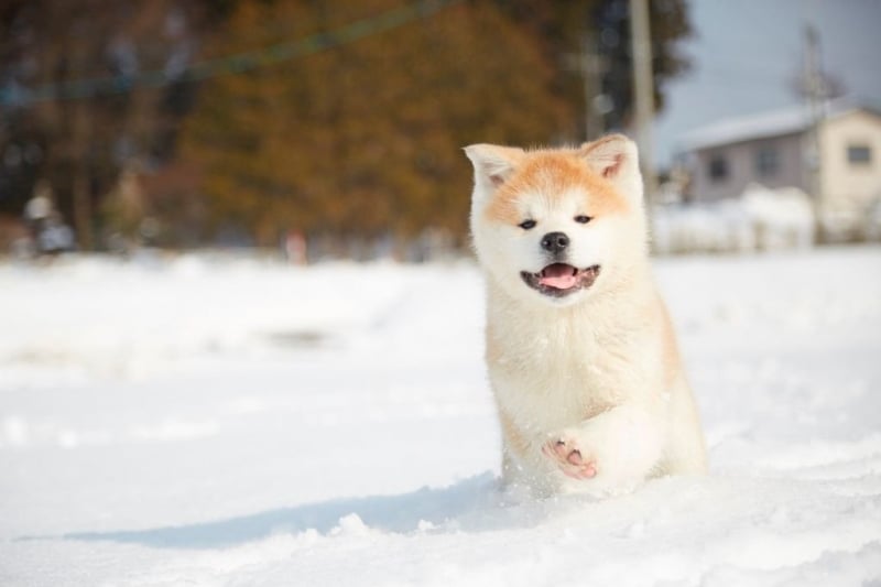 winter in tohoku