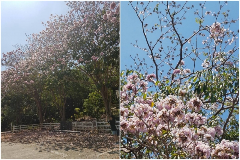 cherry blossoms in the philippines