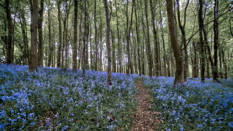 forest of bluebells in the United Kingdom