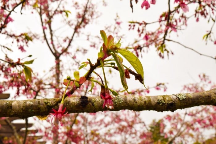 Ngắm hoa anh đào Renshan 