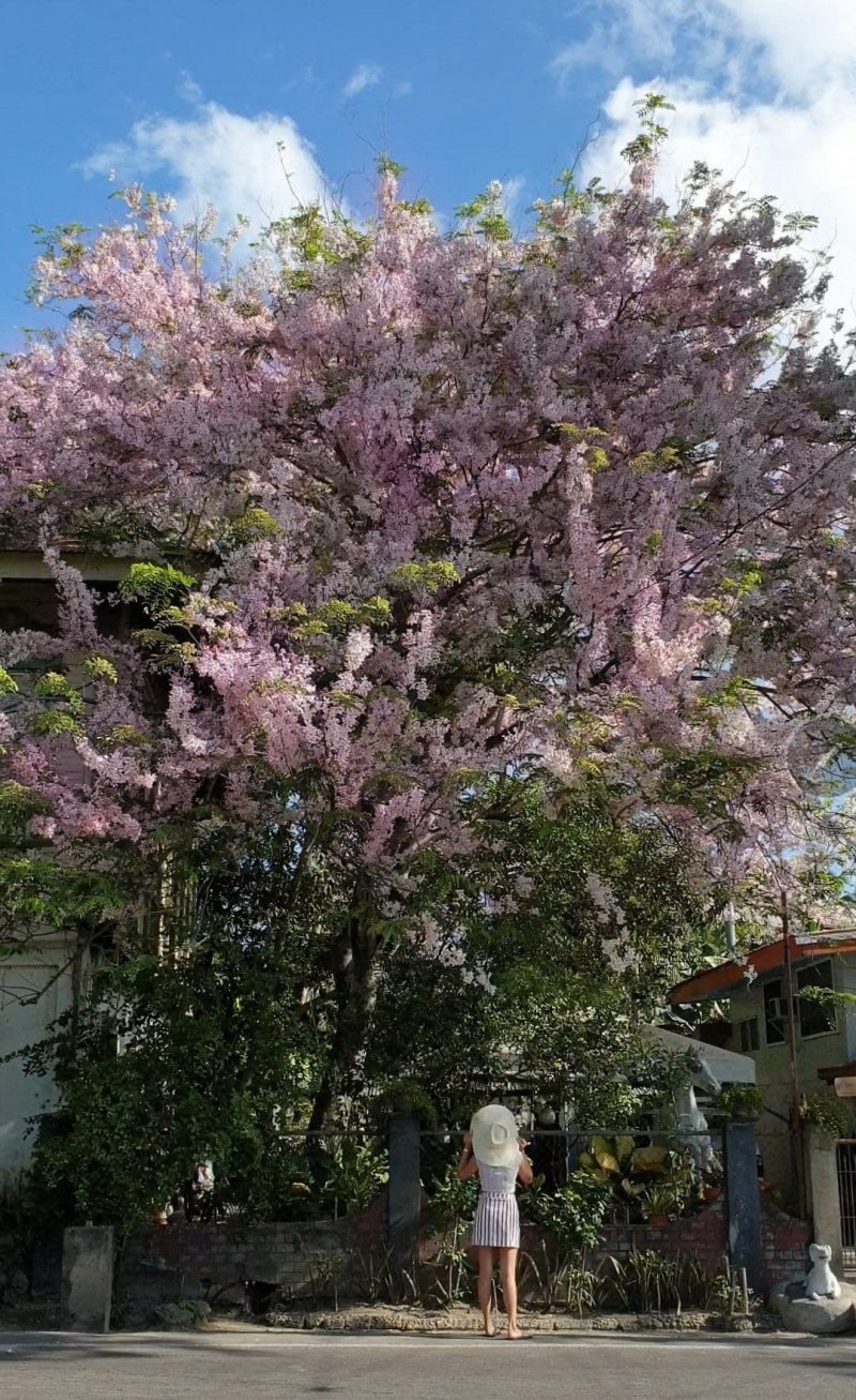 Cherry Blossoms in the Philippines Where to Find Them, and More!