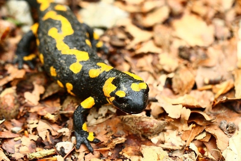 World's most colourful animals: Fire Salamander
