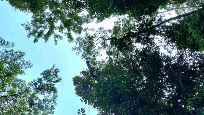 tree canopies in gunung arong