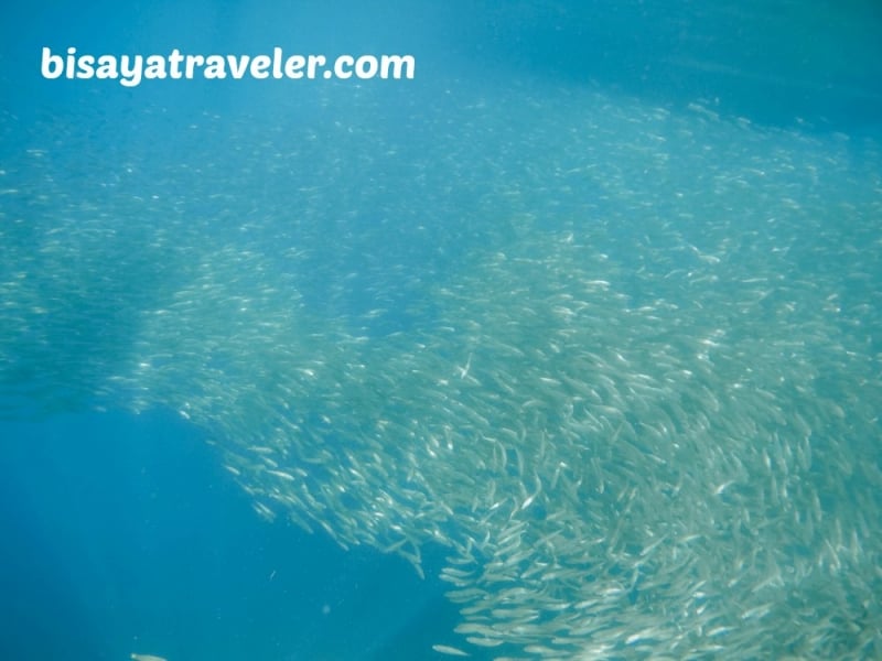 cebu pescador island sardine run