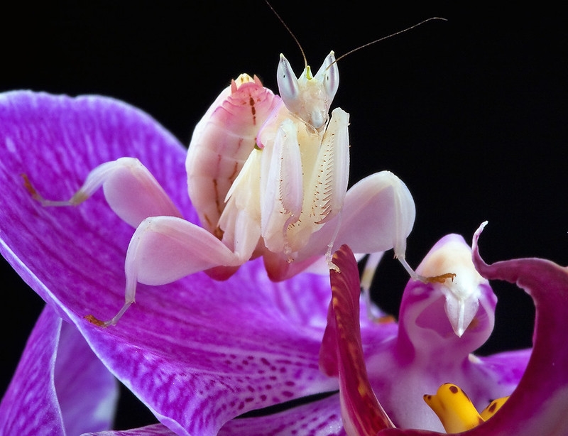 Most colourful animals: Pink Orchid Mantis
