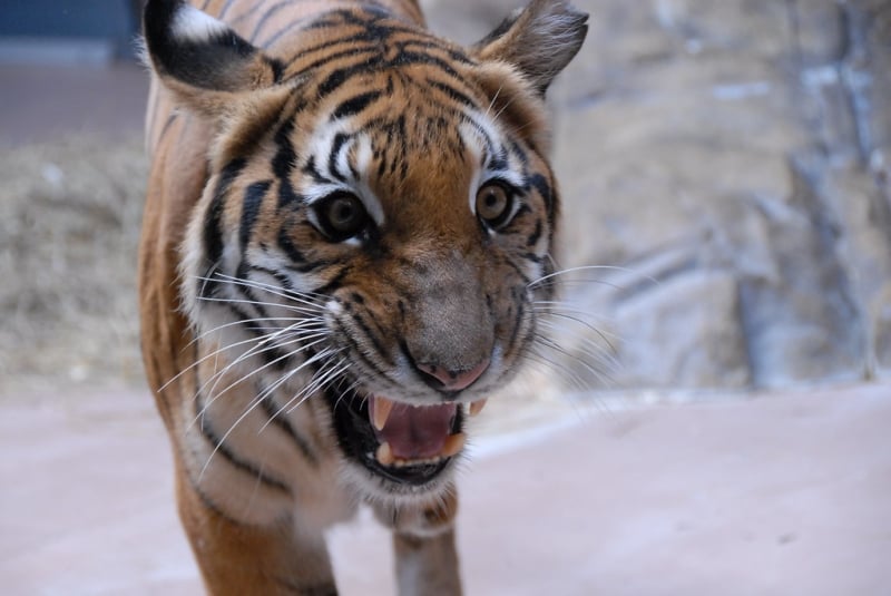 Myanmar tiger