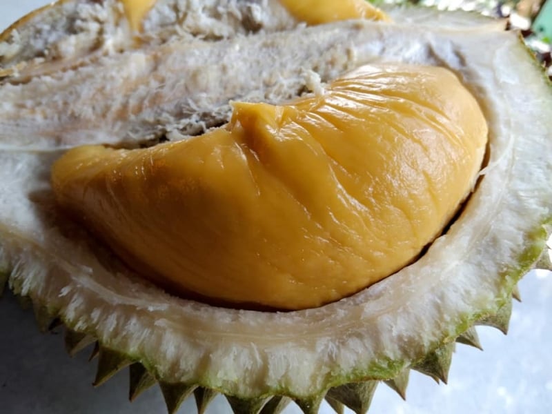 jimmy's durian orchard