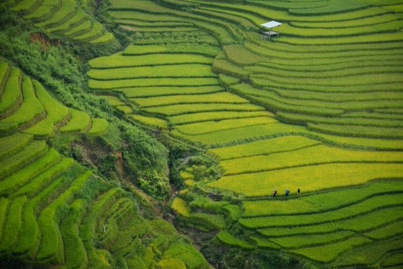 prettiest rice terraces