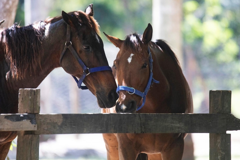 Fun Farm at Sta Elena horse stables