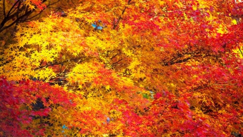 Jingo-ji in autumn