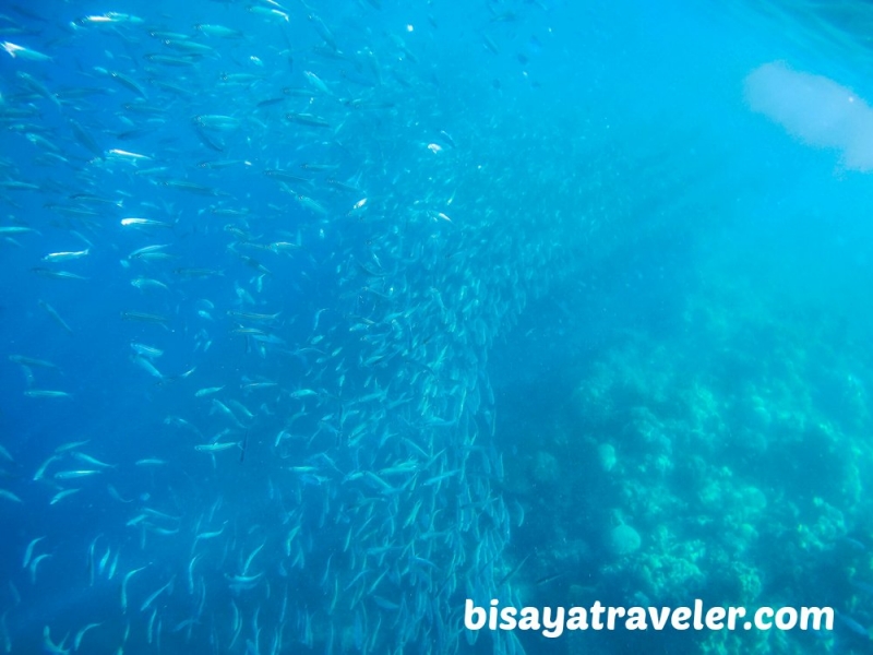 cebu pescador island sardine run