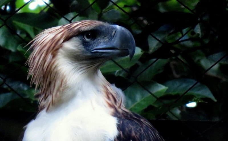 philippine eagle in davao