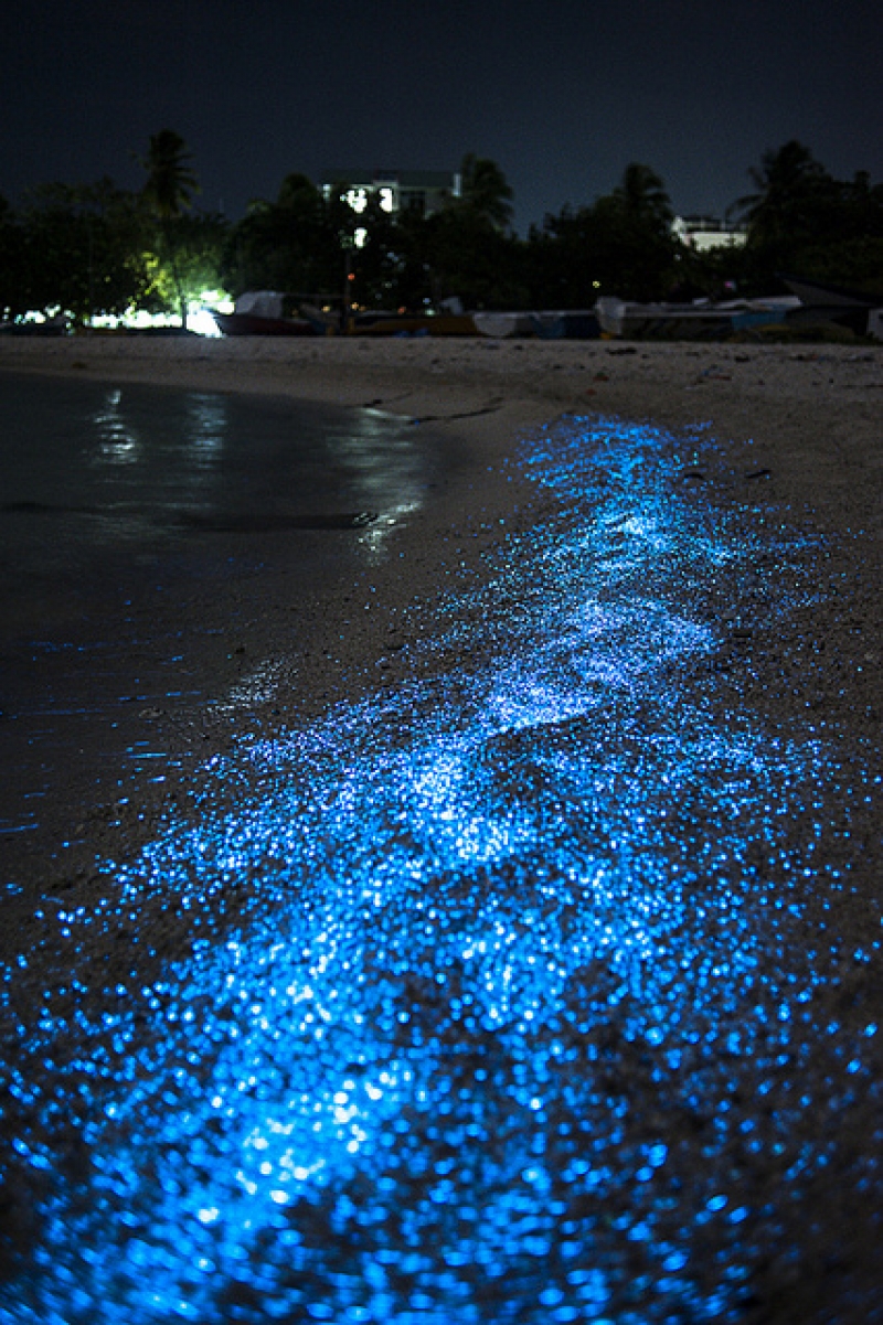 Beach Holidays – Bioluminescent Beaches, Maldives