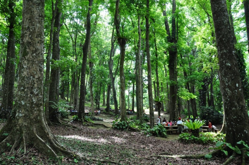 Mount Makiling Forest Reserve