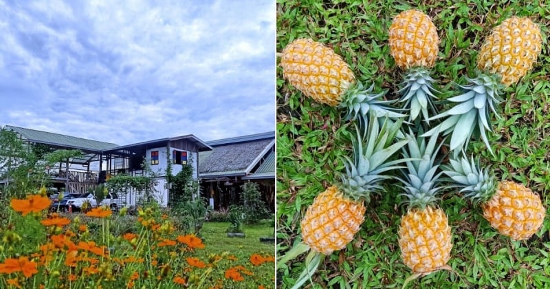places to go in Johor: Nictar Pineapple Farm