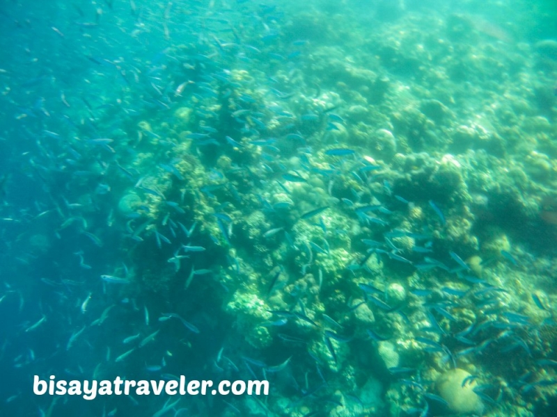 cebu pescador island sardine run