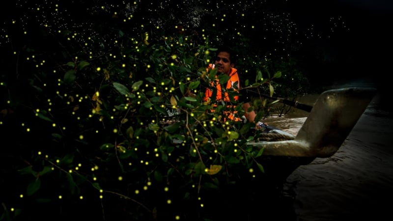 kampung kuantan fireflies park