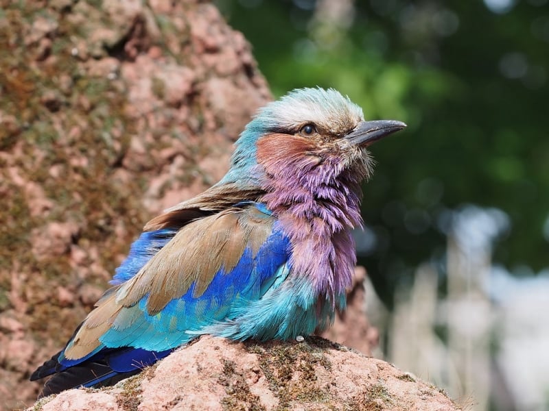 Most colourful animals: Lilac-breasted Roller