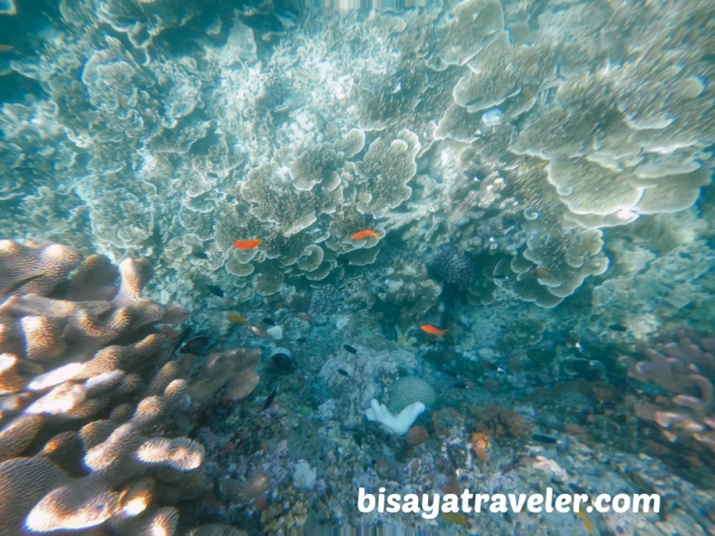 cebu pescador island sardine run