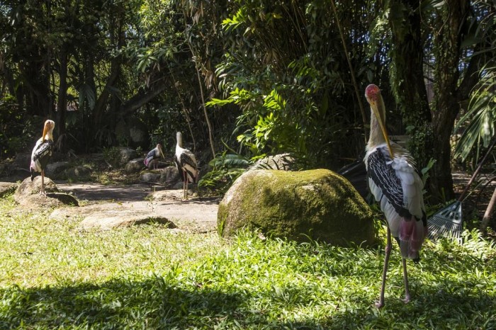 Chơi Gì Ở Penang: công viên chim bird park 