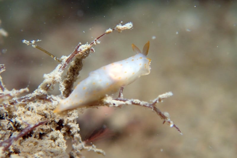 fish underwater