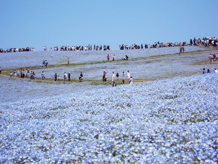 Nemophila flowers japan