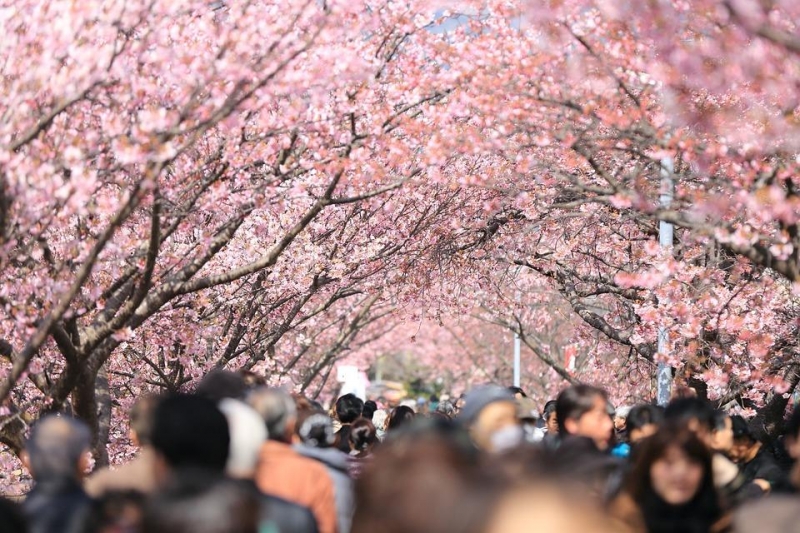 Thăm Tokyo trong mùa hoa anh đào nở