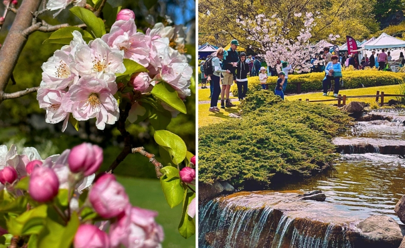 Cowra Japanese Garden, Cherry blossoms in Australia