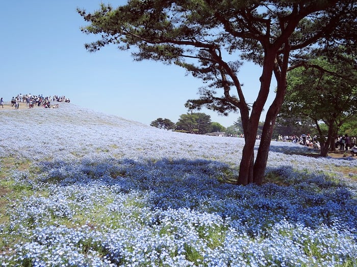 hitachi seaside park japan