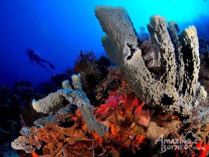 diving in borneo