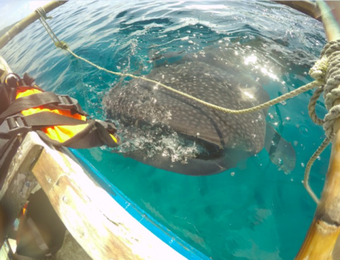 Whale Shark, Oslob, Cebu