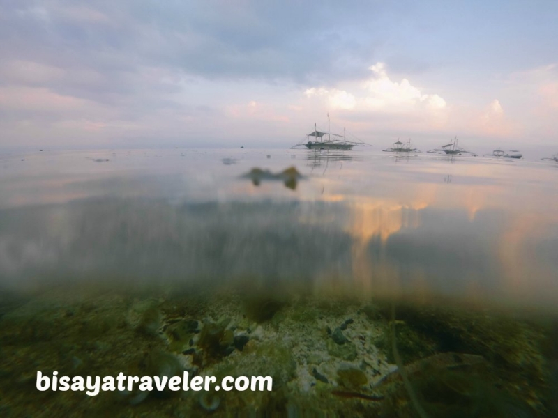 cebu pescador island sardine run