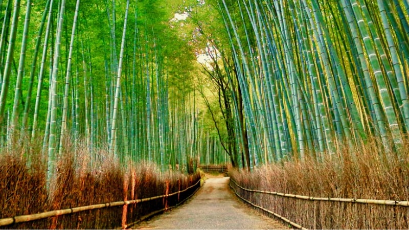 arashiyama bamboo grove, kyoto, japan