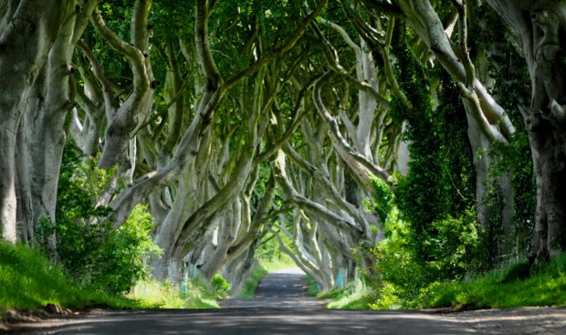 The Dark Hedges