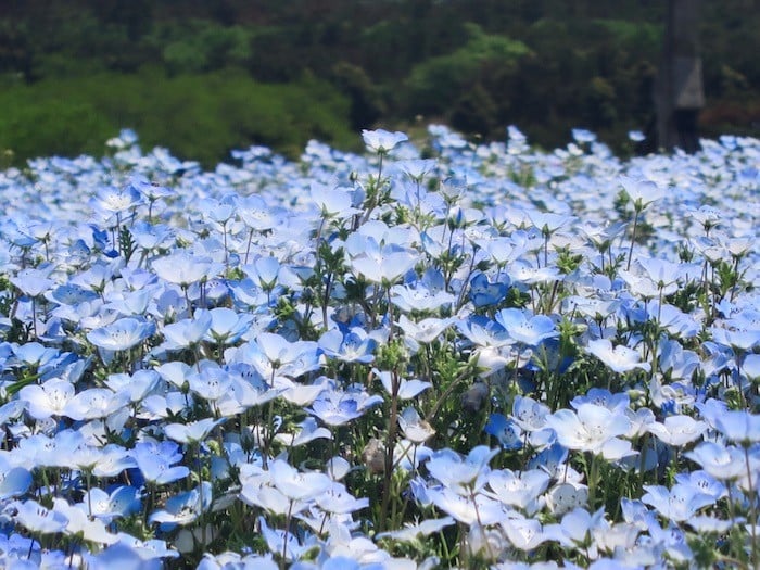 hitachi seaside park japan