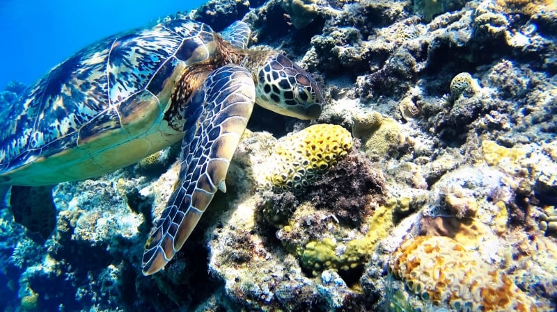 scuba diving, sea turtle, corals