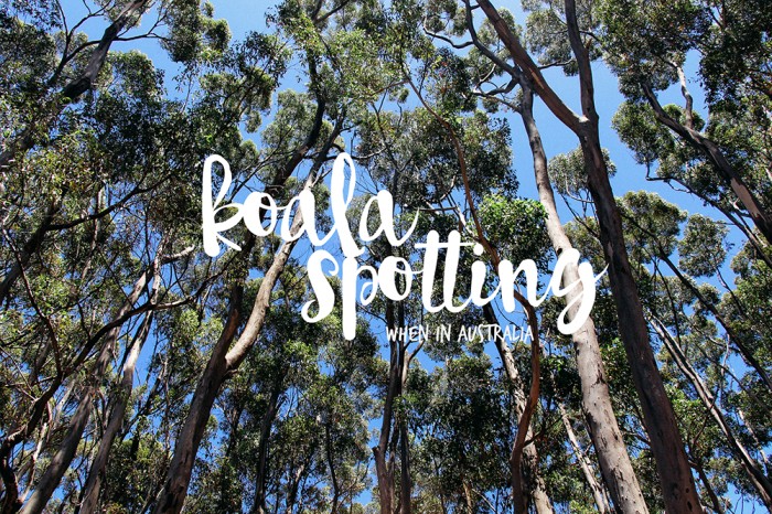 koala spotting