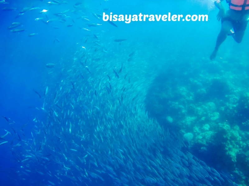 cebu pescador island sardine run