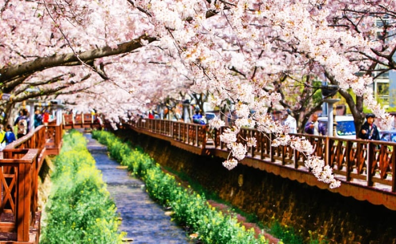 korea cherry blossoms 2018