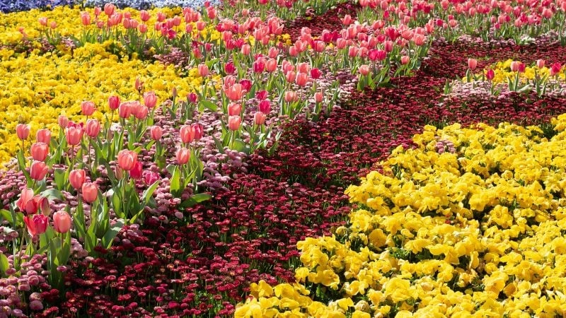 floriade flower field
