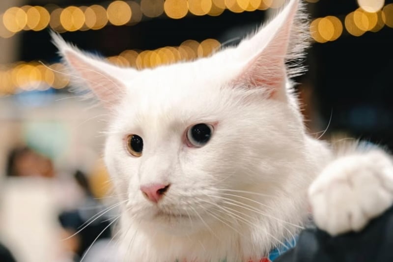 purrsamalam