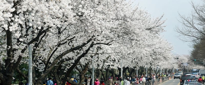 korea cherry blossoms 2018