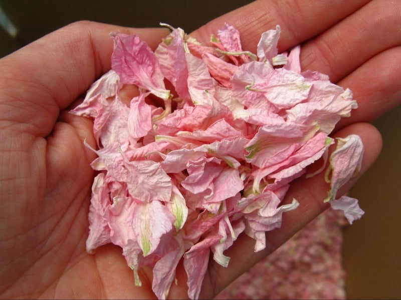 Coloured Rose Petals - Real Flower Petal Confetti Company