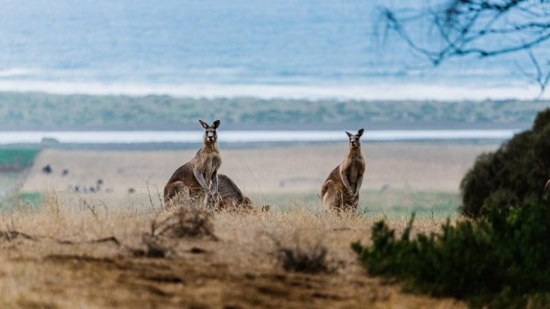 kangaroos in the wild