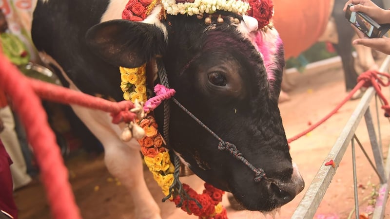 cows during pongal