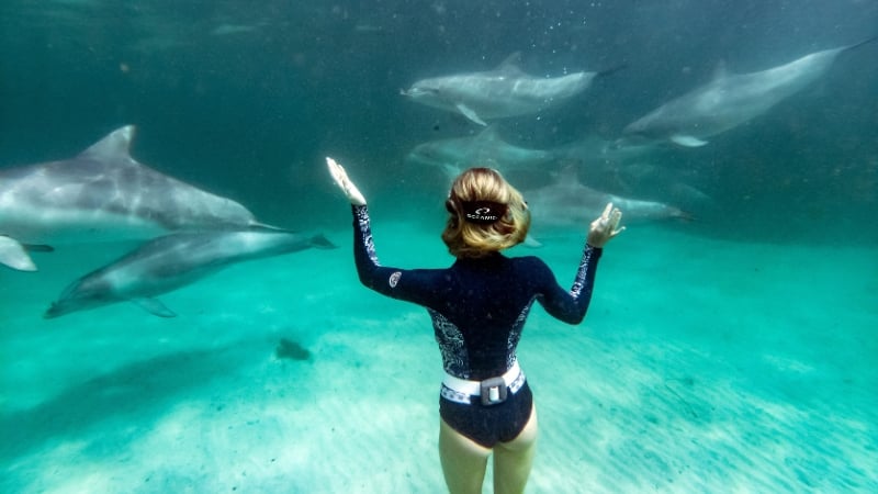 dolphin swimming at kangaroo island, south australia