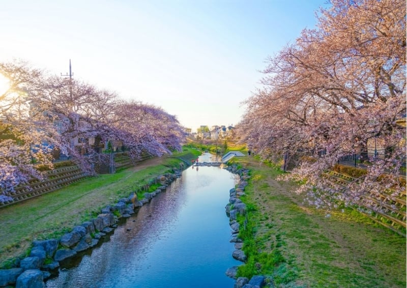 Nogawa River cherry blossoms