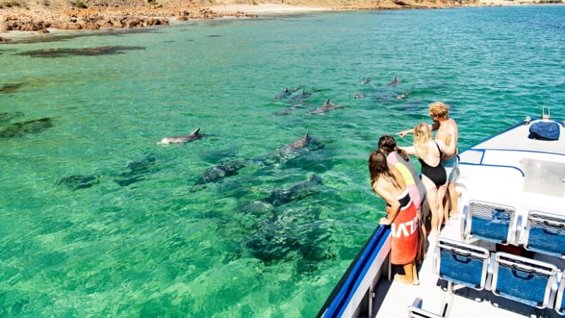 dolphins at kangaroo island, south australia