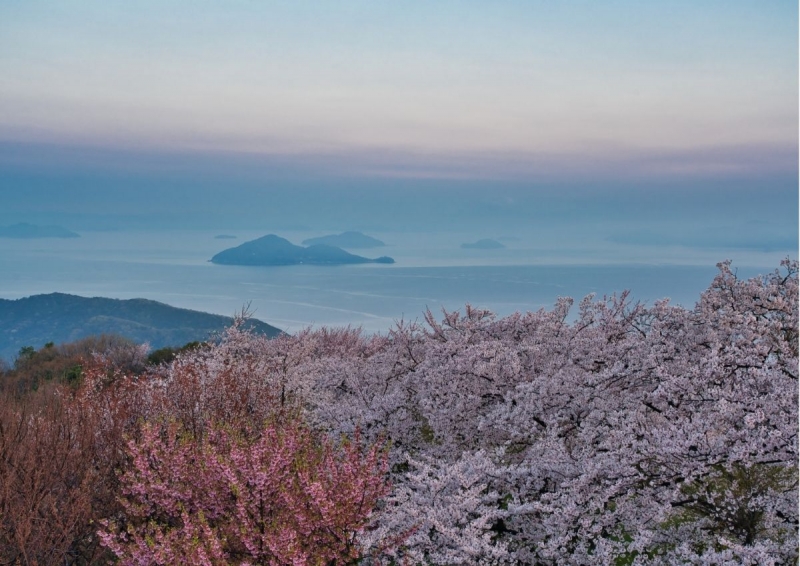 Sakura spot in Mt. Shiude